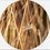 Thumbnail: Libelle op Goudgele Rietpluimen – Natuurfoto op Dibond (3mm Mat) met Blind Ophan