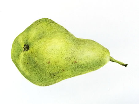 Special: Introduction to Botanical Painting with Willie Schlechter