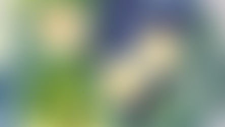 A Spring Primula with Jane Betteridge