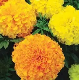 Thumbnail: Pre-Order Custom Cut Flower - Annual - 8 Pack