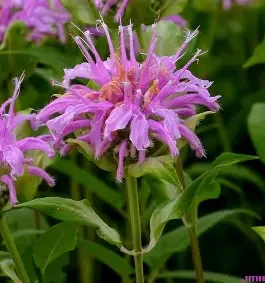 Thumbnail: Pre-Order Standard Cut Flower - Perennial - 4 Pack