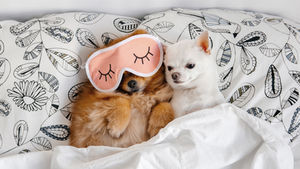 dogs in a bed