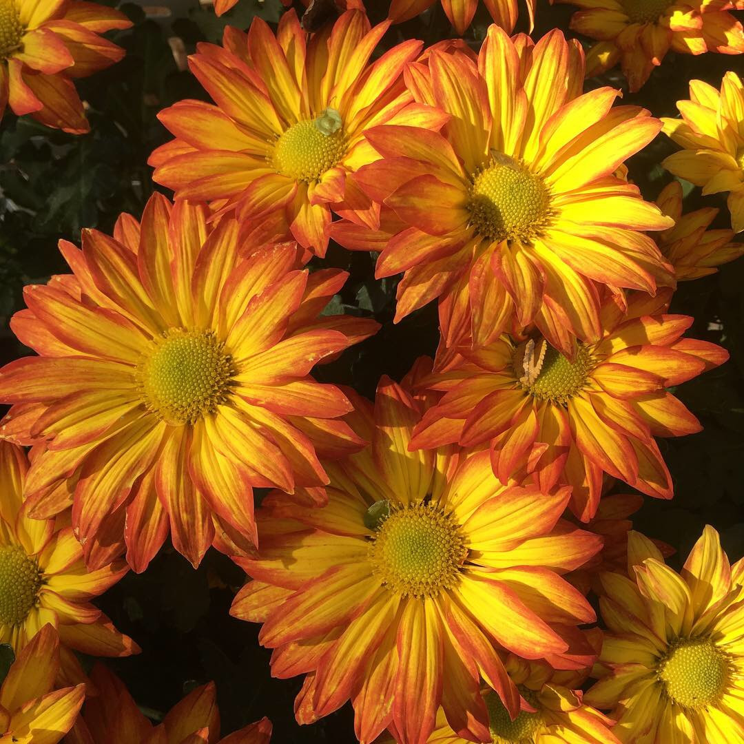 Chrysanthemums