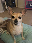 Pet_Family_Support_Forever_Peaceful_Memo