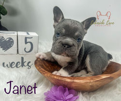 Girl @ 5 Weeks Old Available