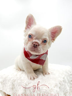 Jack - 2,000 Fluffy