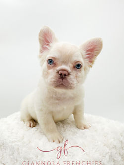 Jack - 2,000 Fluffy