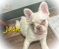 Jack - Fluffy $2,000