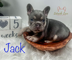 Boy @ 5 weeks Old Available