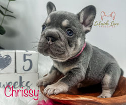 Girl @ 5 Weeks Old Available