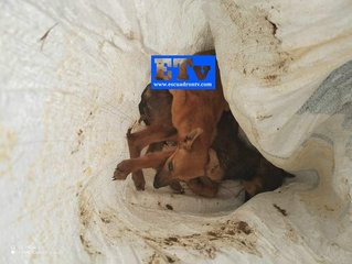¡Dejan abandonados en costales perritos en Col. Capetillo!