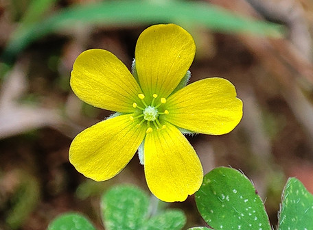 oxalis