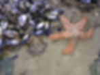 ree