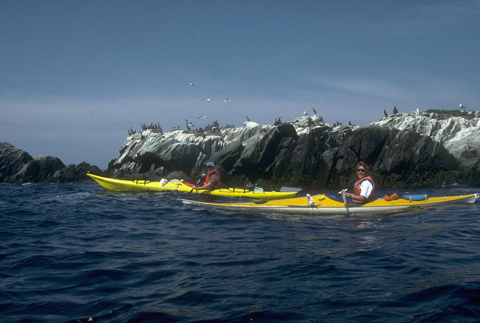 Cormorant Colony