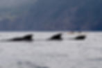Pilot Whales [Highlands]