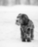 cute-black-domestic-schnoodle-dog-playing-snow.jpg