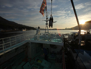 11/15(木)
おわせお魚いちば ”おとと”
~近海マグロ延縄船 『良栄丸』
第57回目水揚げ及び即売会開催