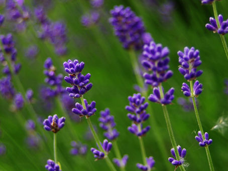 Why Lavender?