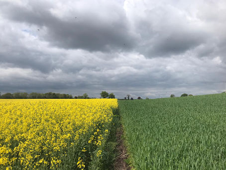 Intensive Agriculture Approaches as two shadows of The King Archetype - Jungian perspective