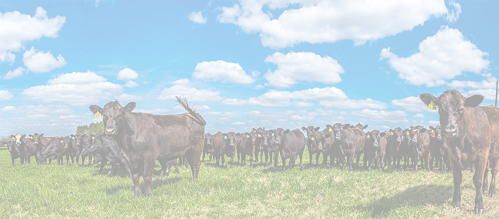 Deesing Livestock Handling Systems, Inc. Grandin Handling Systems, Cattle, Ranch Corrals, Stock Yards, Lairage, Chute, Race, Humane Livestock, Abattoir, Stock Pens, Cattle Corral Designs