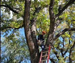 tree pruning