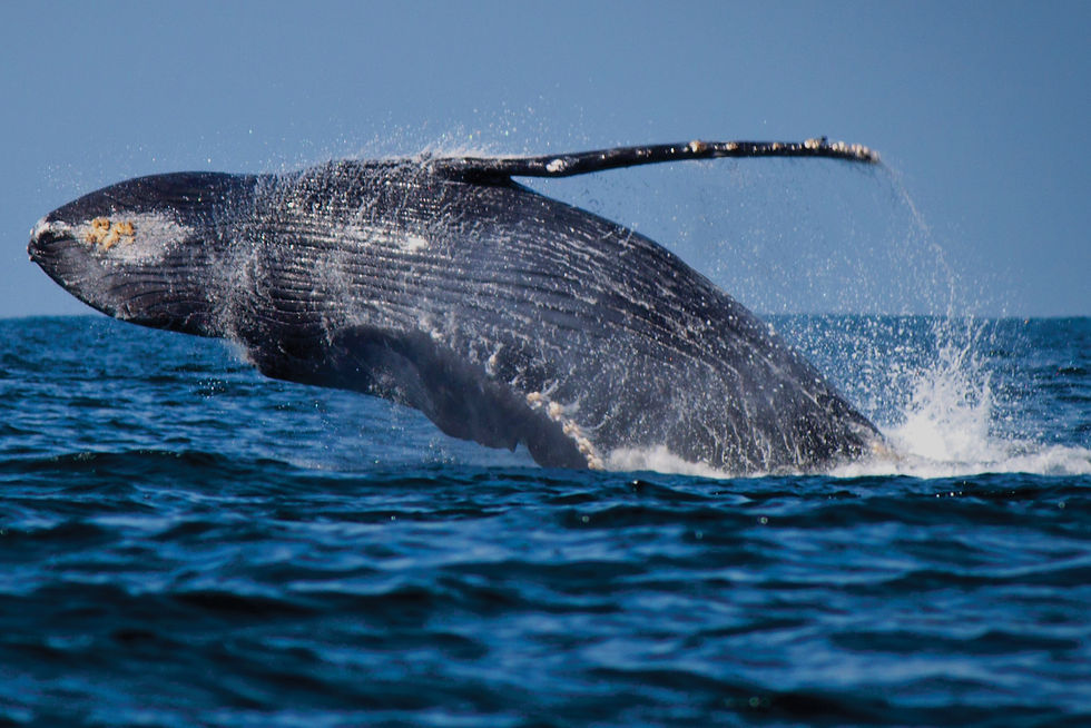 Whales in the Strait of Magellan