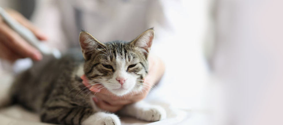 cat ultrasound wide.png