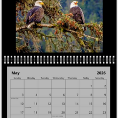 Eagle pair in tree top