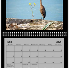 great blue heron at the pier