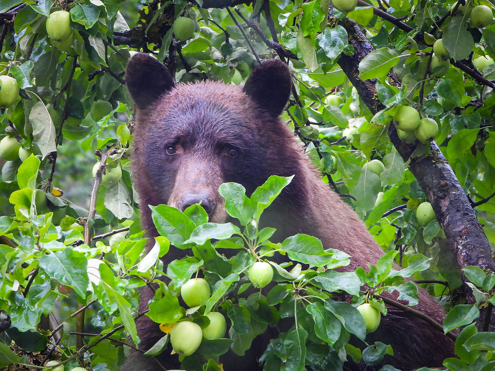A grizzly bear sitting in an apple tree.