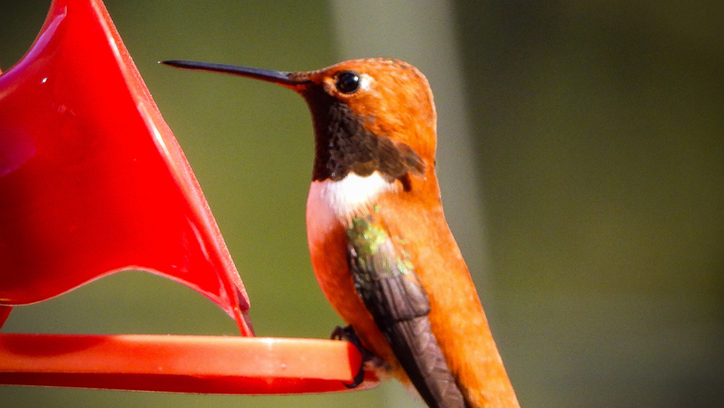 Male Rufous Hummingbird eating at a feeder