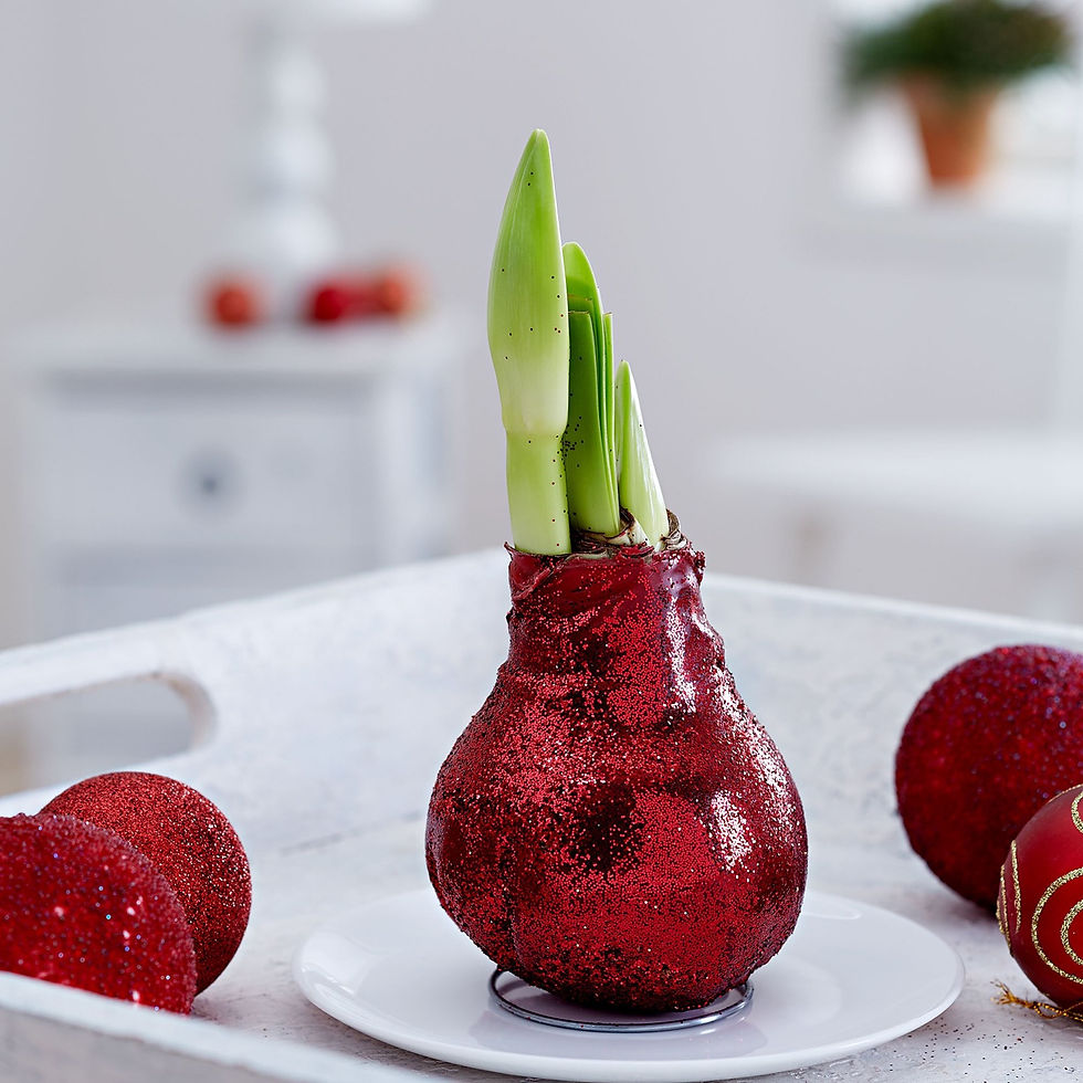 Thumbnail: Amaryllis