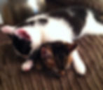 Basil & Sybil having a Cuddle