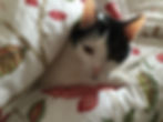 Basil