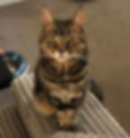 Sybil (Stumpy)