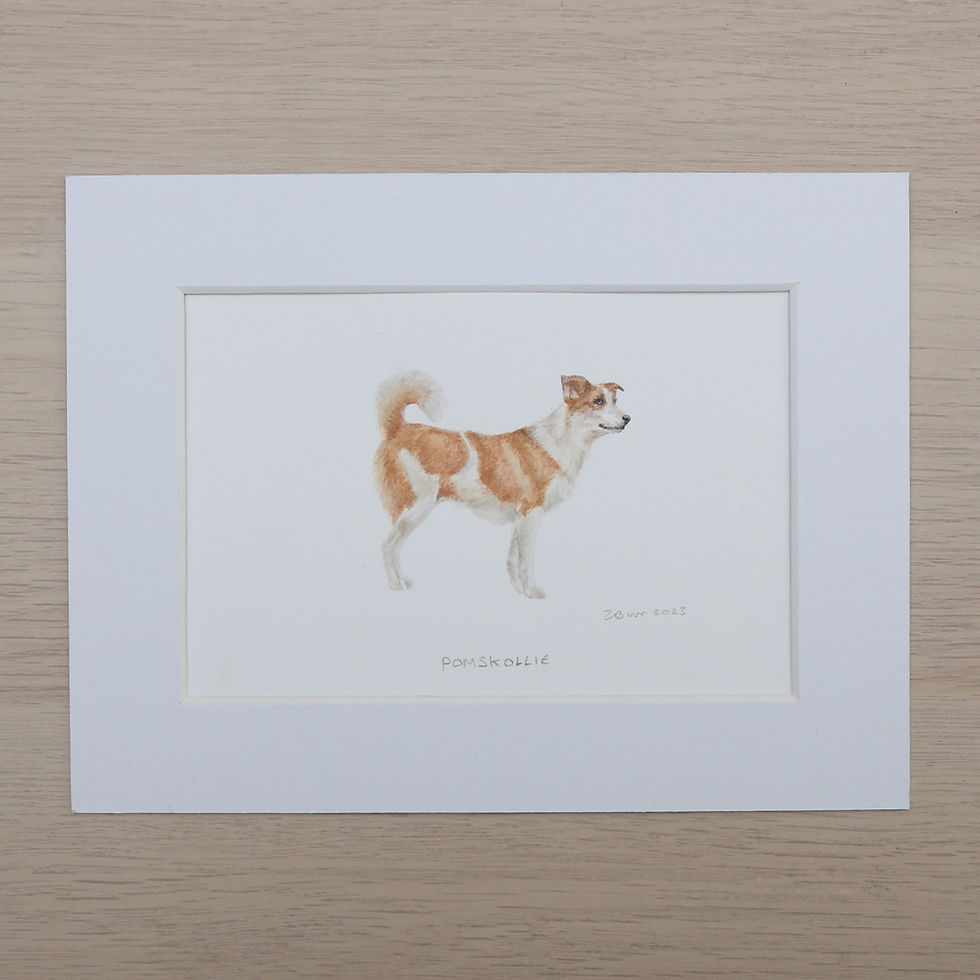 Pomskollie Original Watercolour Painting