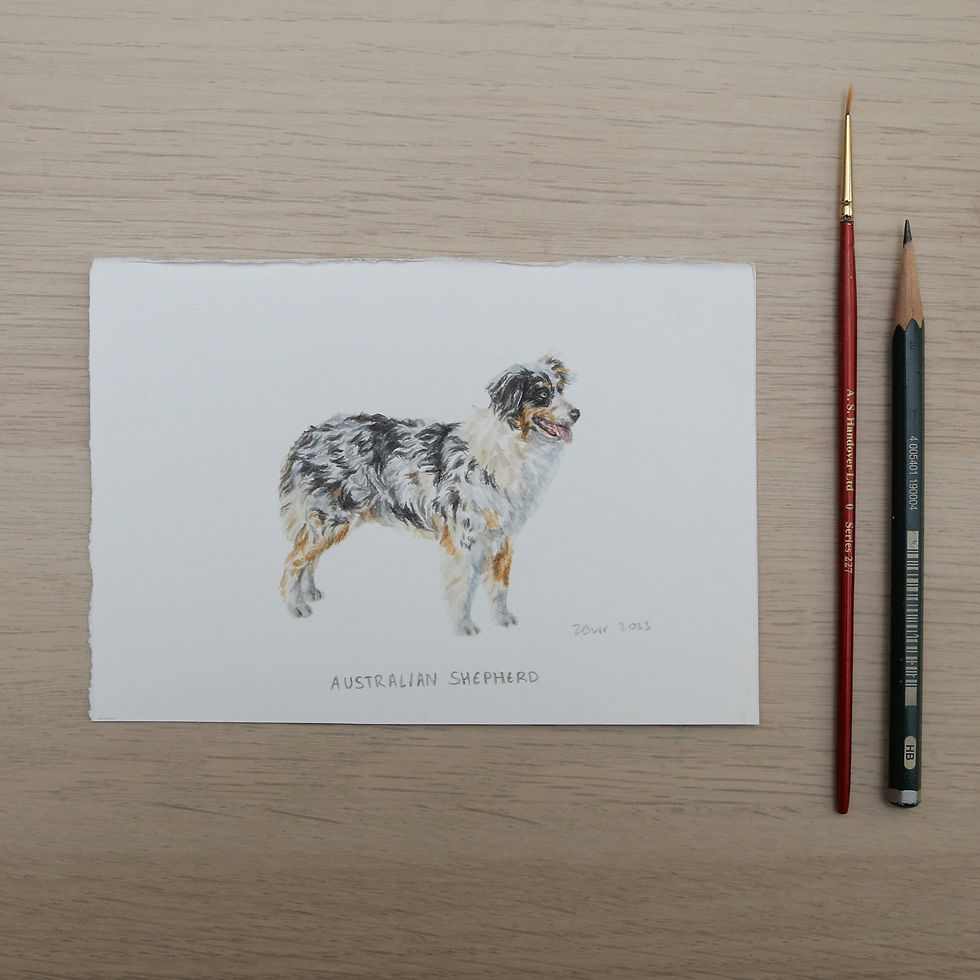 Thumbnail: Australian Shepherd Original Watercolour Painting