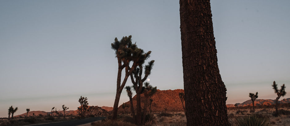 joshua tree national park, ca '22