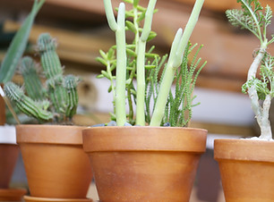Plant Pots