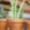 Plant Pots