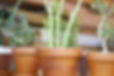 Plant Pots