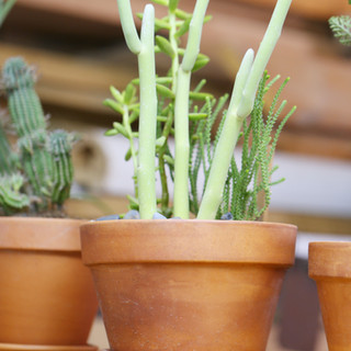 Vasos de planta