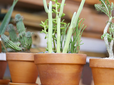 Plant Pots