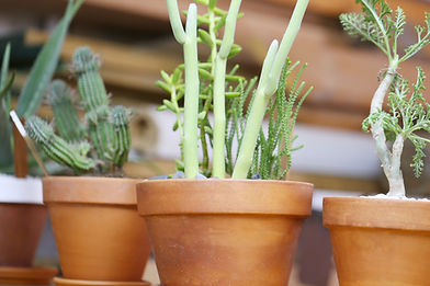 Plant Pots