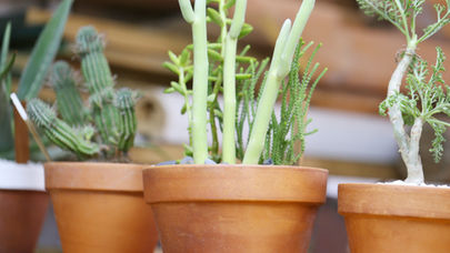 The Granby Garden