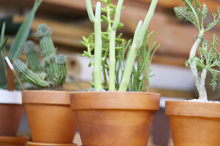 Plant Pots