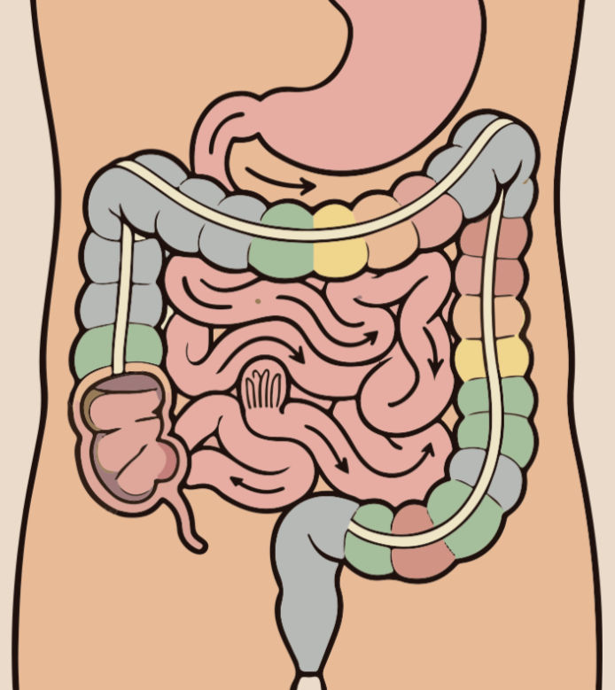 mobilité digestive