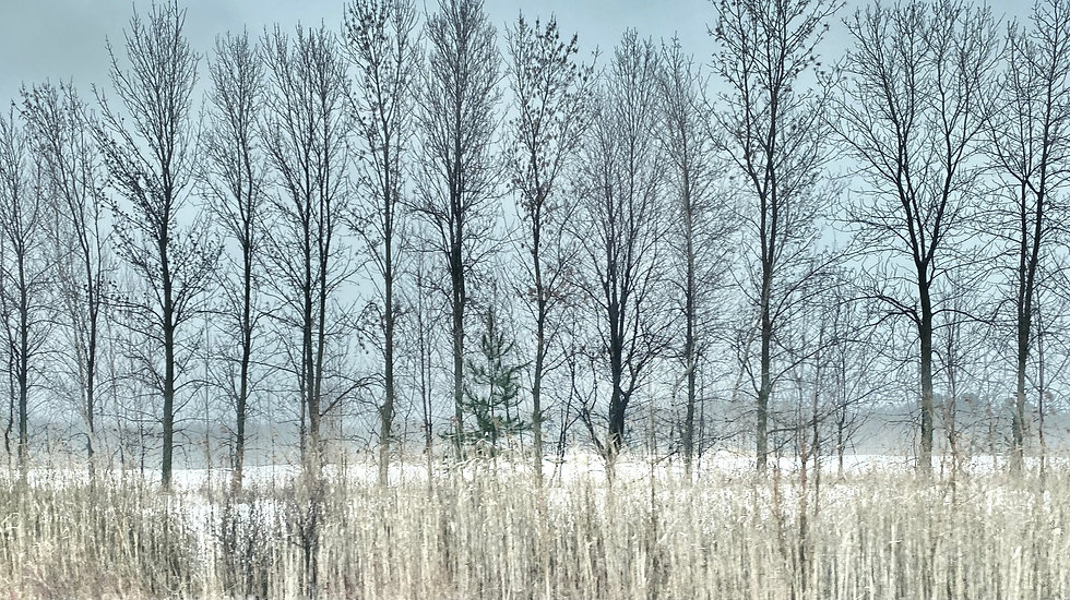 Tree-line