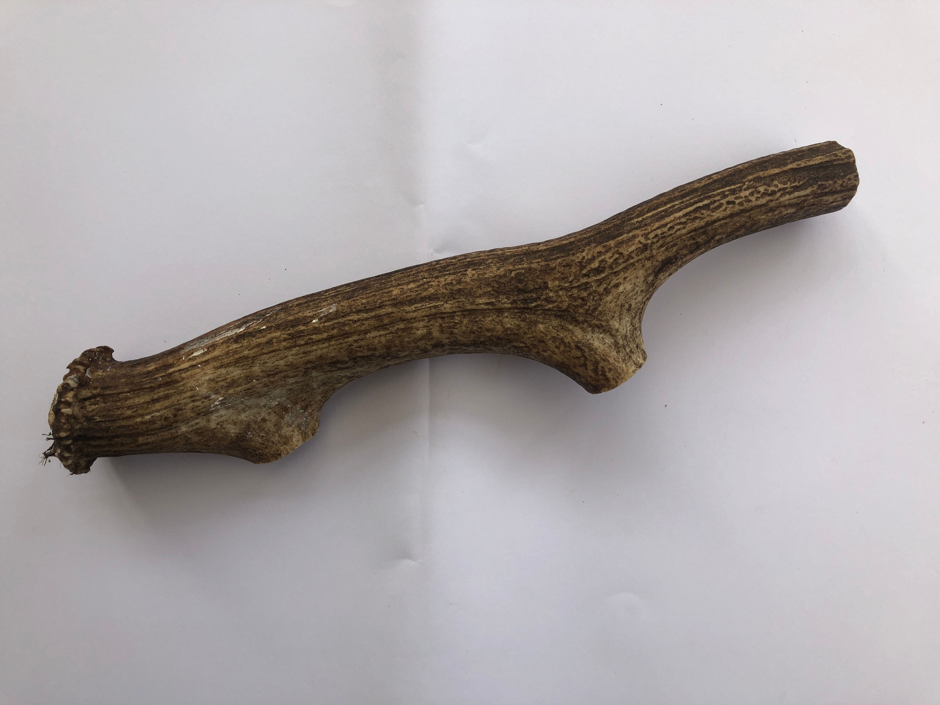 Large antler