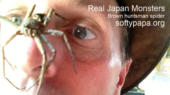 Brown huntsman spider ビッグ日本クモ - Real Japan Monsters 日本のモンスター